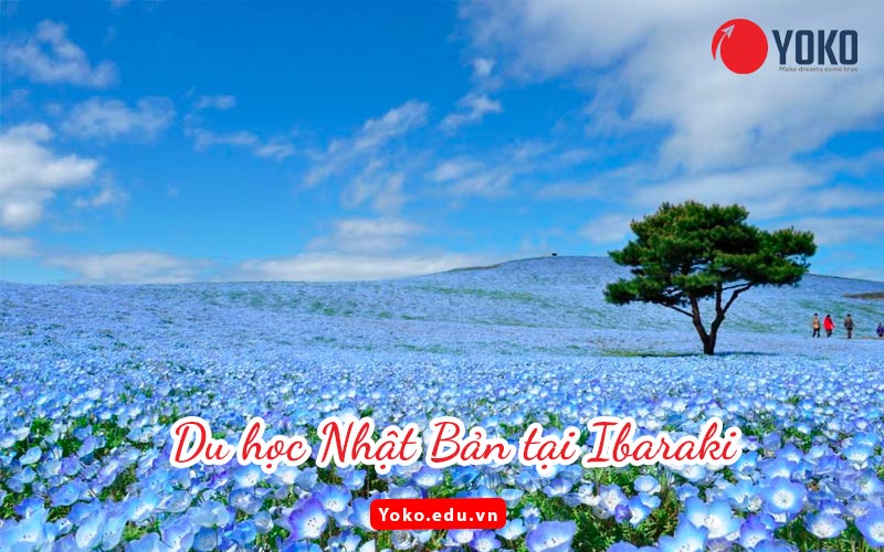 du-hoc-nhat-ban-tai-ibaraki-va-nhung-dieu-can-biet