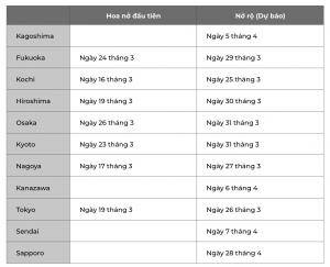 Mùa hoa anh đào Nhật Bản đẹp nhất năm - Lịch ngắm hoa tại 11 thành phố Nhật Bản